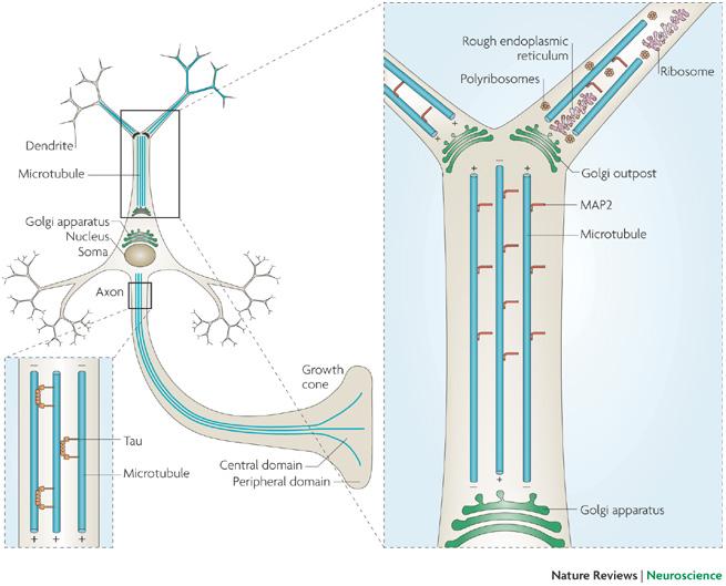 Dibujo20090601_microtubule_organization_neuron_axon_dendrites_(C)_nature_reviews_neuroscience