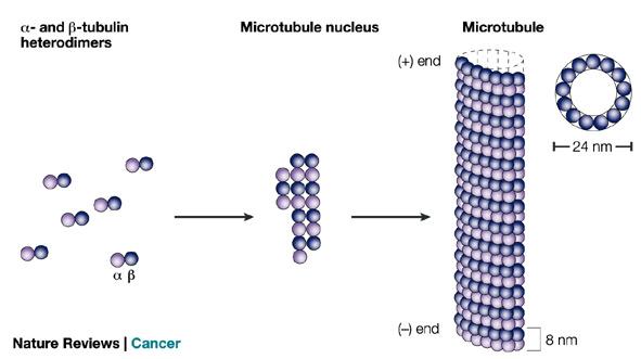 Dibujo20090601_tubulin_heterodimers_microtubule_(C)_nature_reviews_cancer
