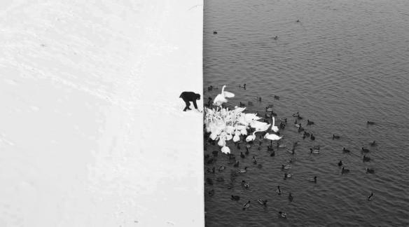 Dibujo20130508 Marcin Ryczek photograph -  hombre alimentando cisnes y patos - rio de Cracovia